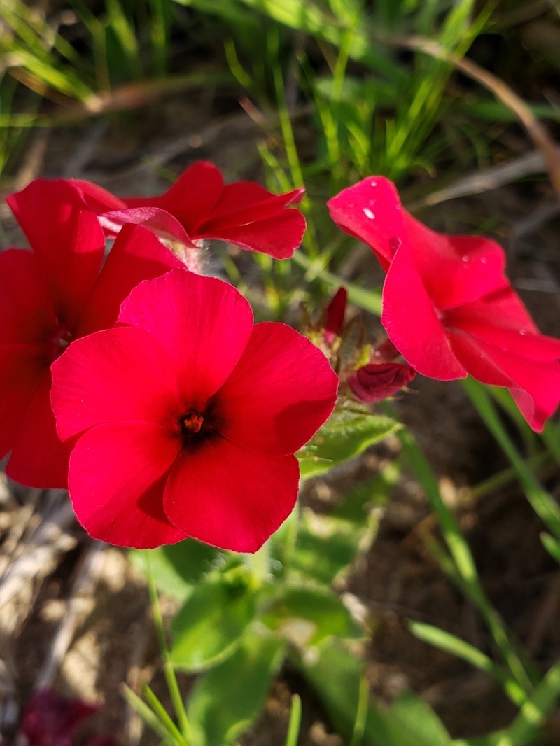 Phlox drummondii subsp. wilcoxiana photo 5