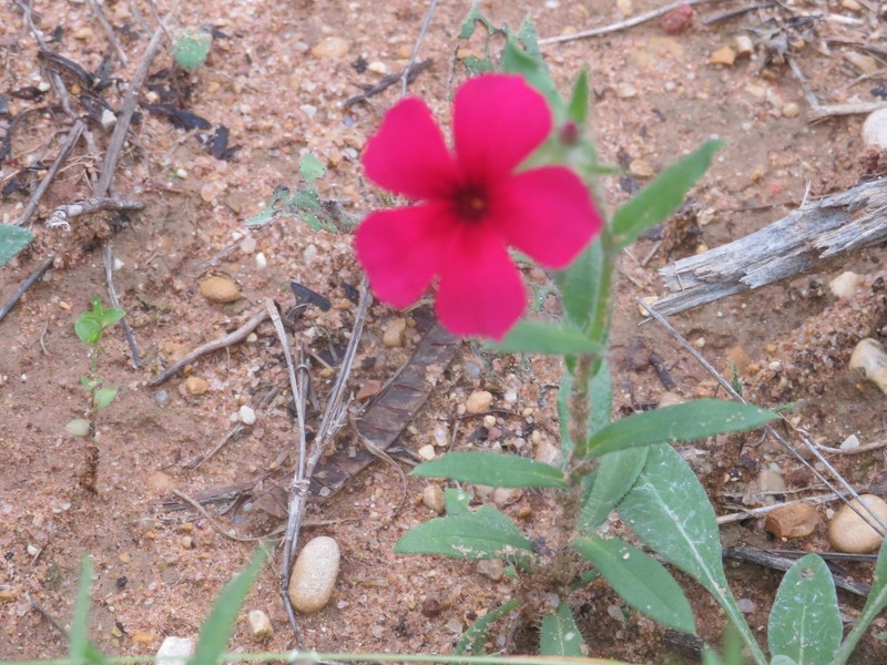 Phlox drummondii subsp. wilcoxiana photo 6