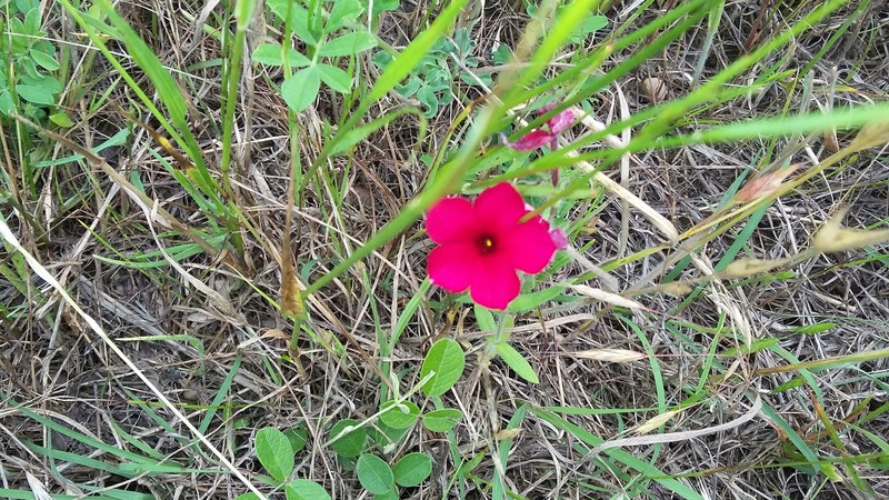 Phlox drummondii subsp. wilcoxiana photo 7