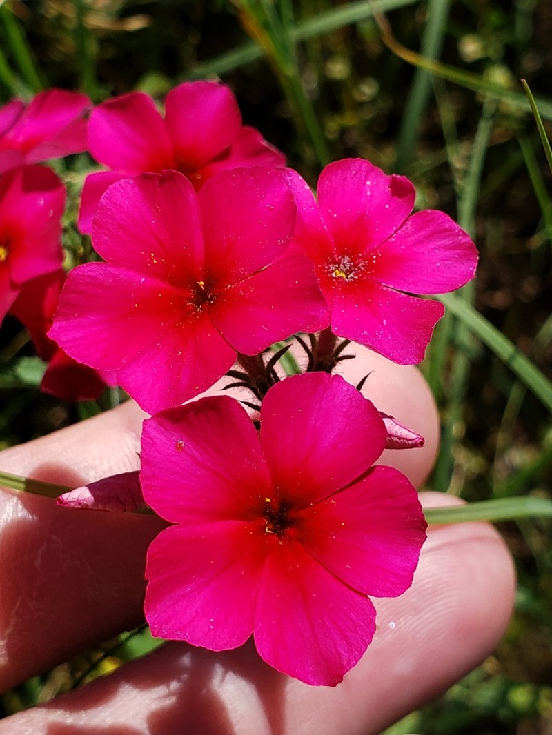 Phlox drummondii subsp. wilcoxiana photo 8