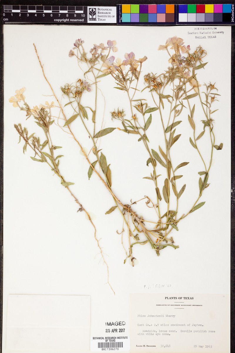 Phlox drummondii var. johnstonii photo 4