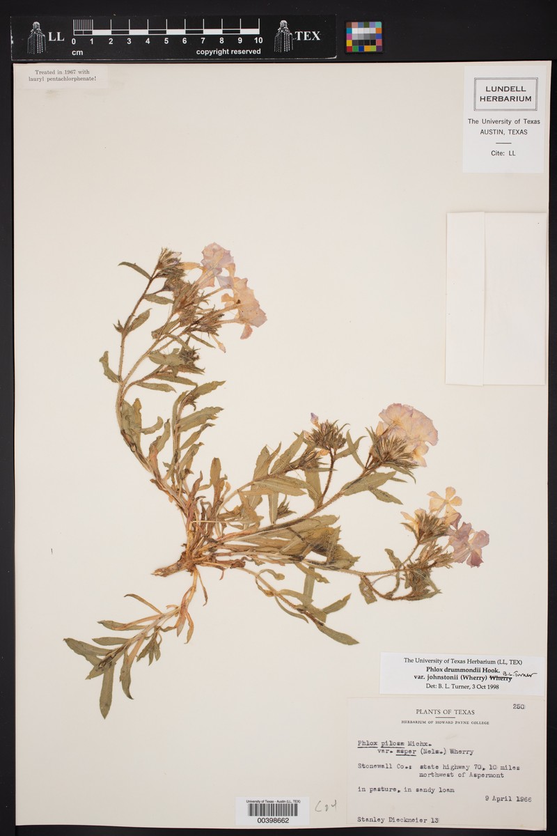 Phlox drummondii var. johnstonii