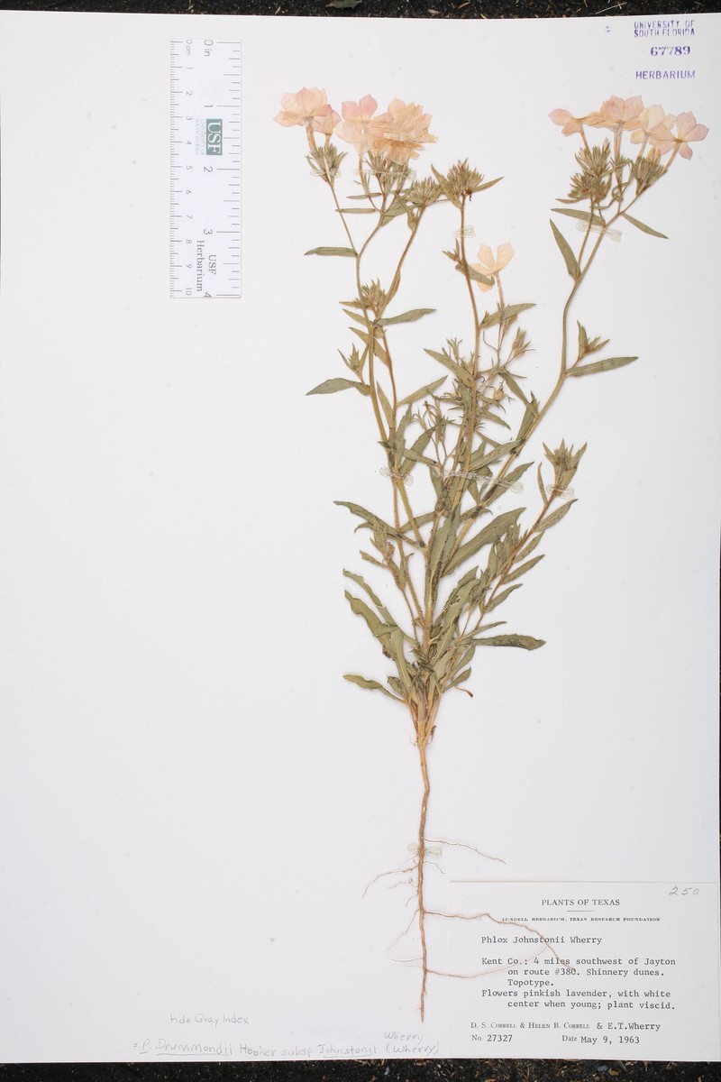 Phlox drummondii var. johnstonii photo 2