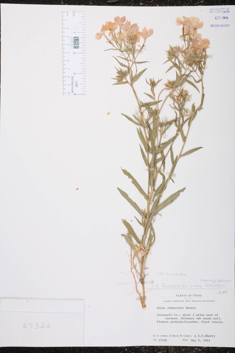 Phlox drummondii var. johnstonii photo 3