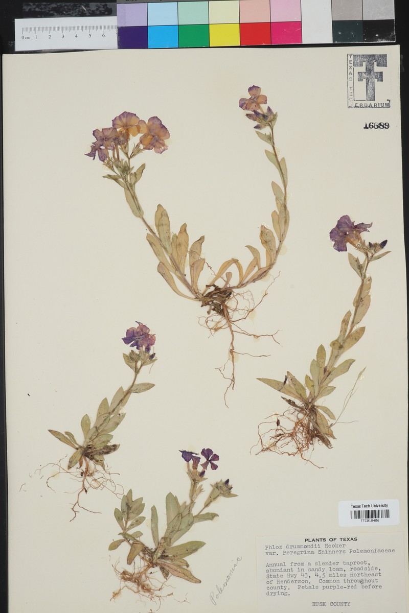 Phlox drummondii var. peregrina photo 2