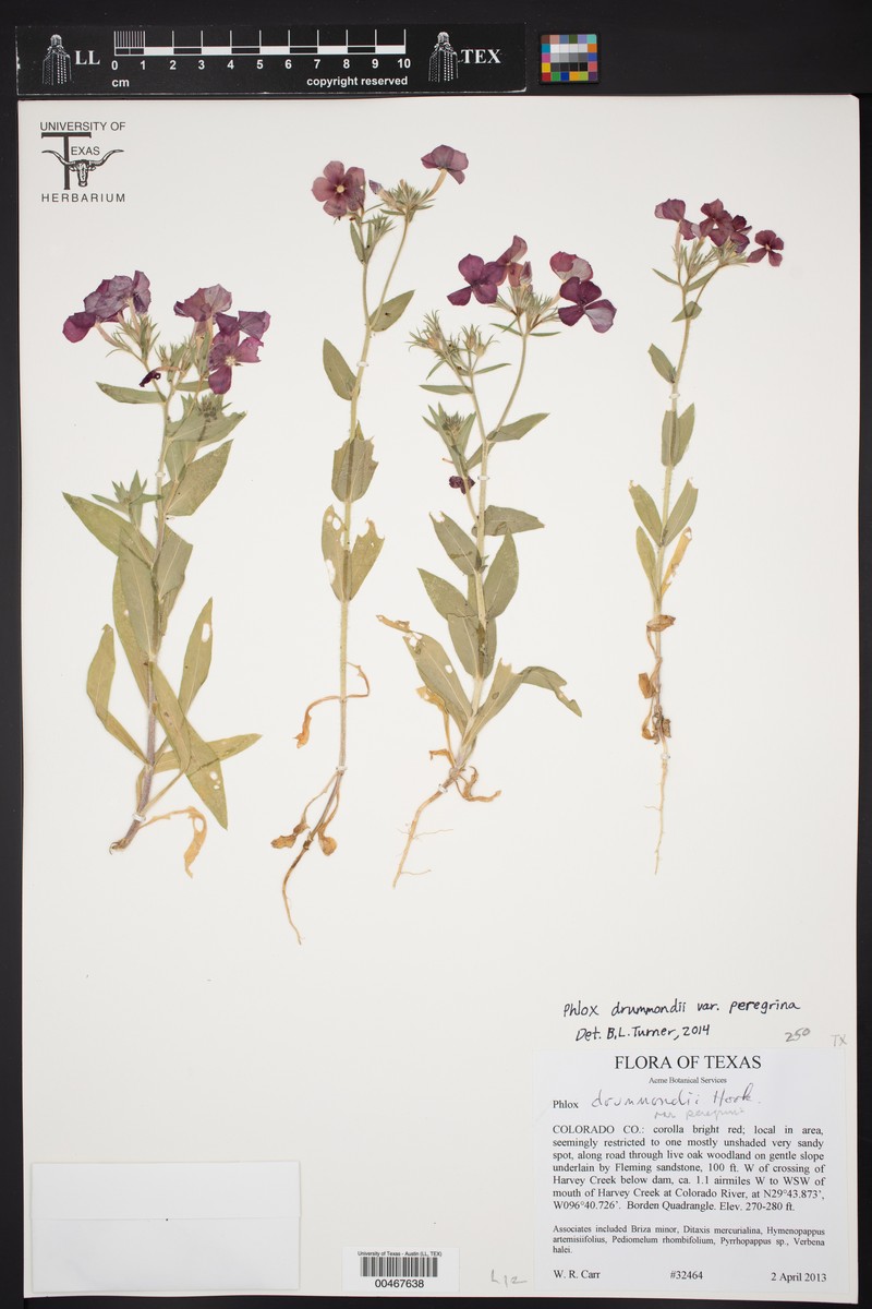 Phlox drummondii var. peregrina