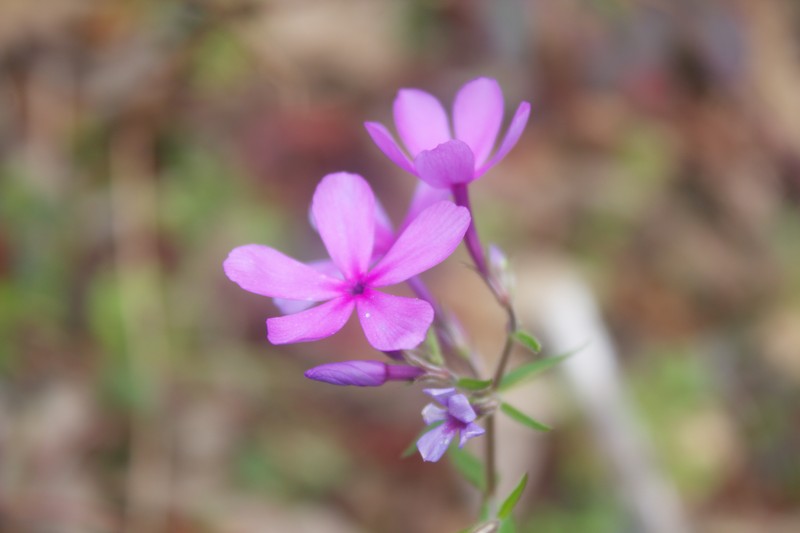 Florida Phlox