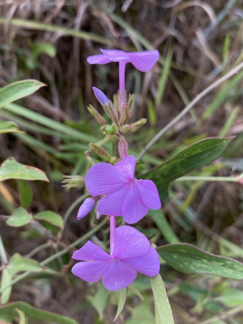 Florida Phlox photo 2