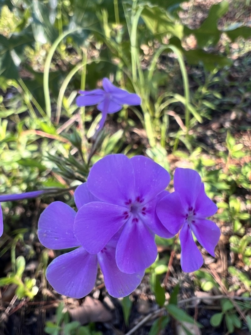 Florida Phlox photo 3
