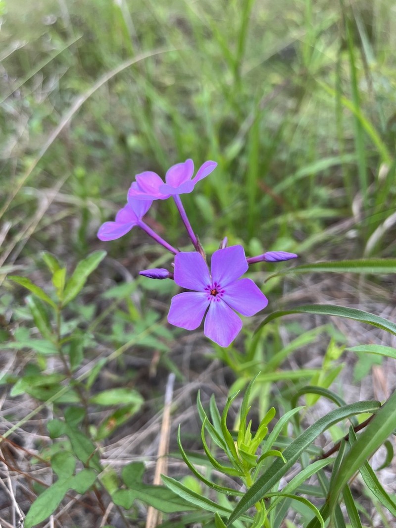 Florida Phlox photo 4