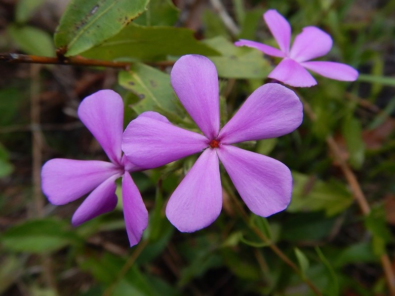 Florida Phlox photo 5