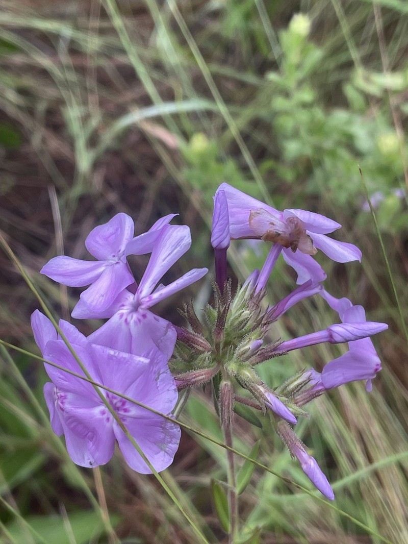 Florida Phlox photo 6