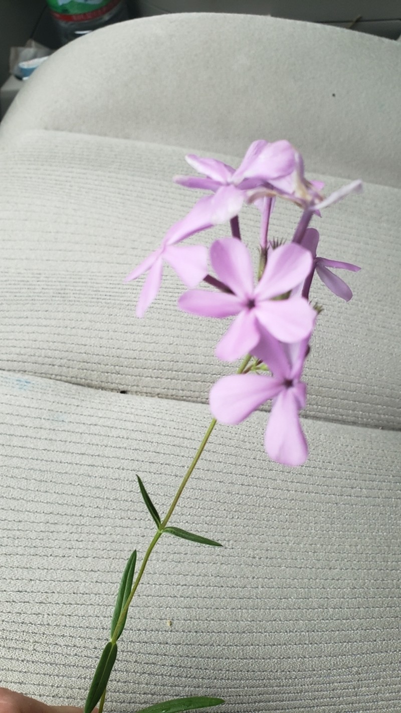 Florida Phlox photo 7