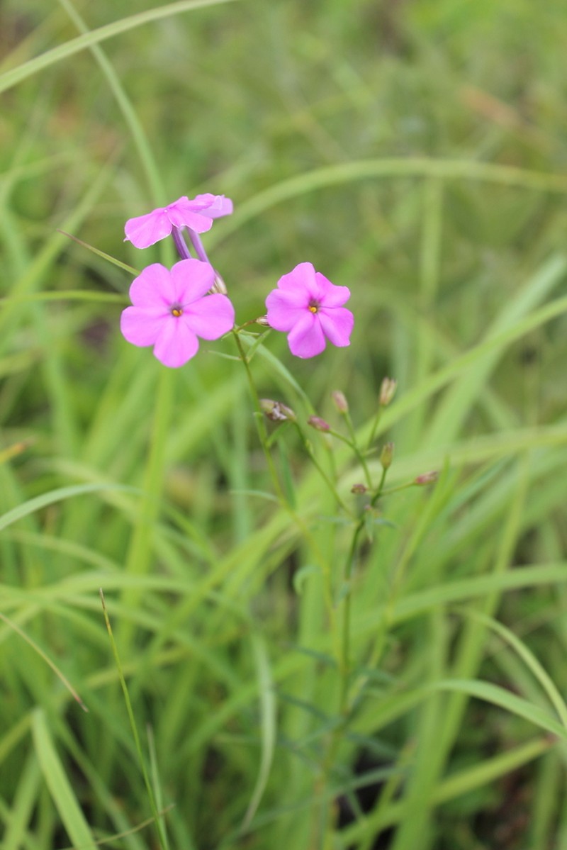 Smooth Phlox photo 3