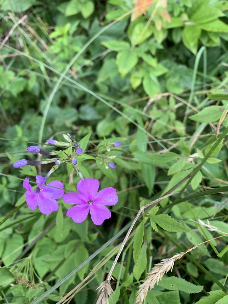 Smooth Phlox photo 4