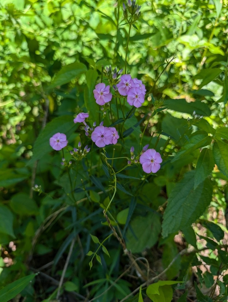 Smooth Phlox photo 5
