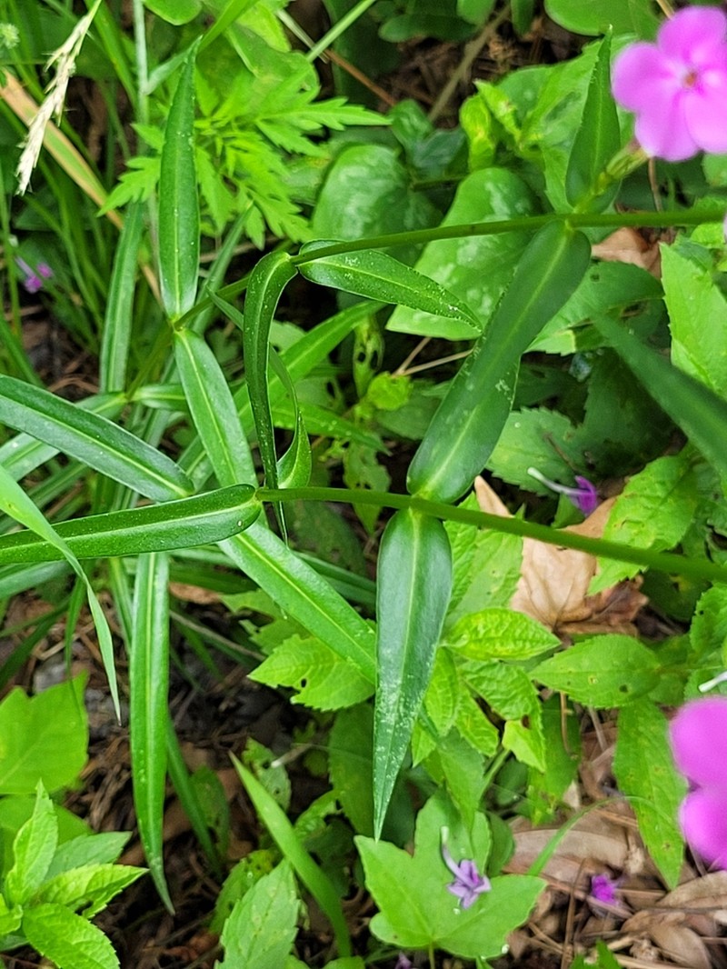 Smooth Phlox photo 6
