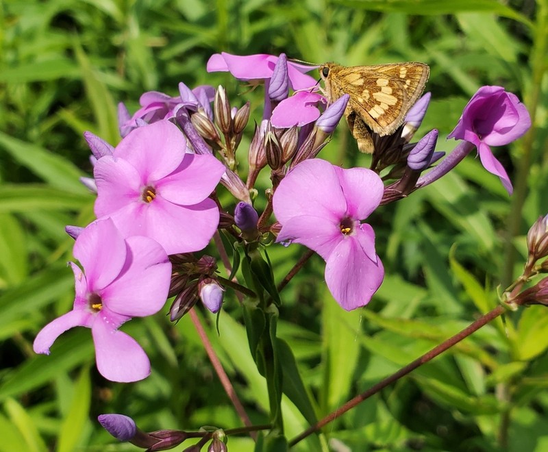 Smooth Phlox photo 7