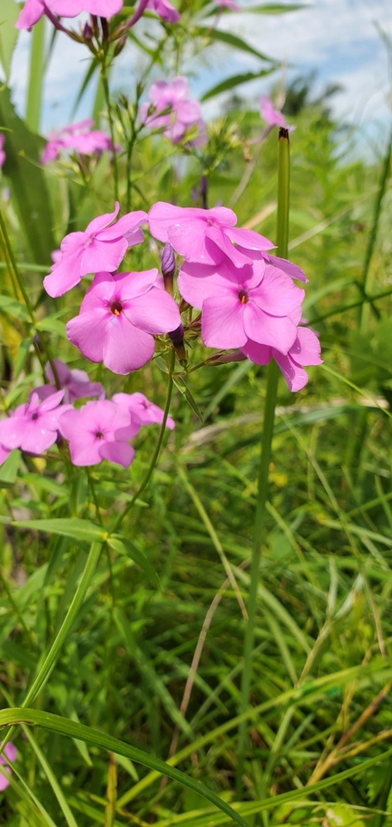 Smooth Phlox photo 8