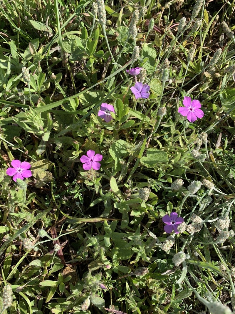 Rio Grande Phlox