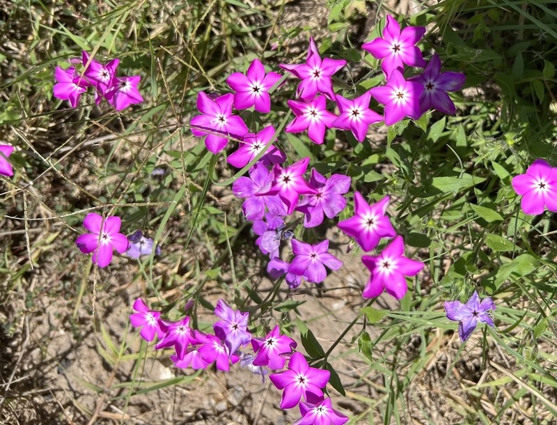 Rio Grande Phlox photo 2