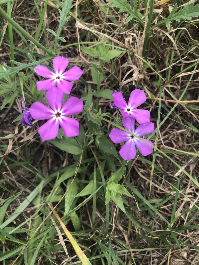 Rio Grande Phlox photo 3
