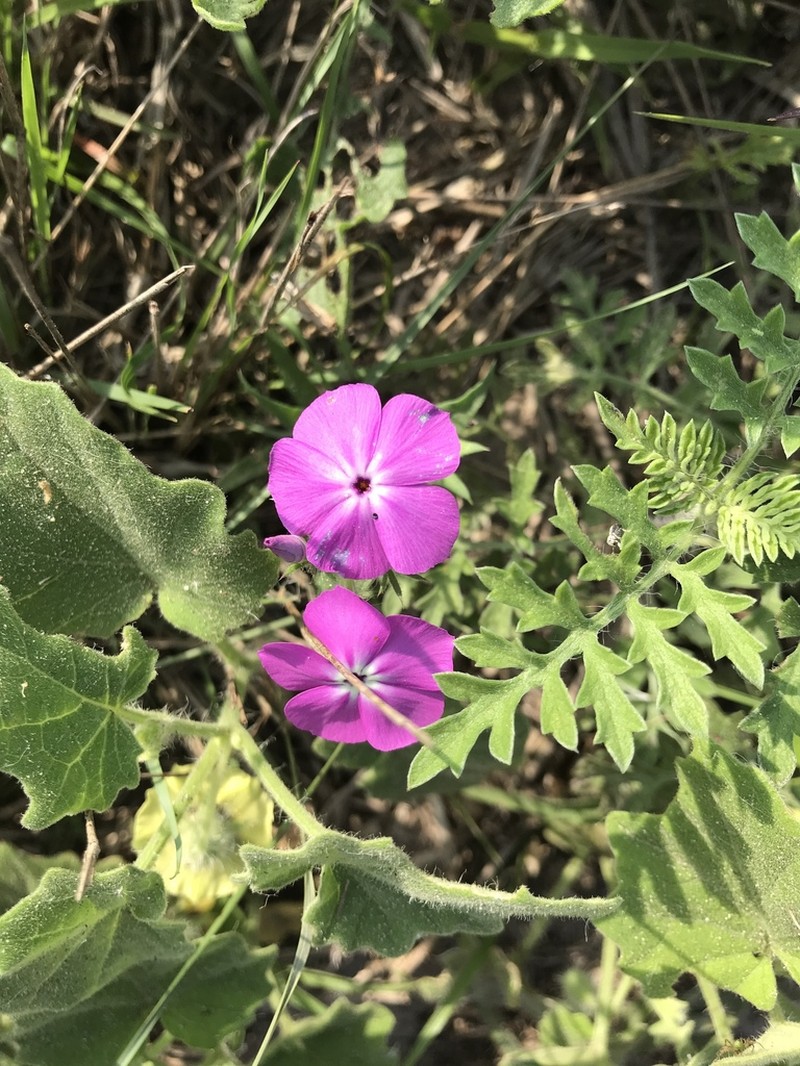Rio Grande Phlox photo 4