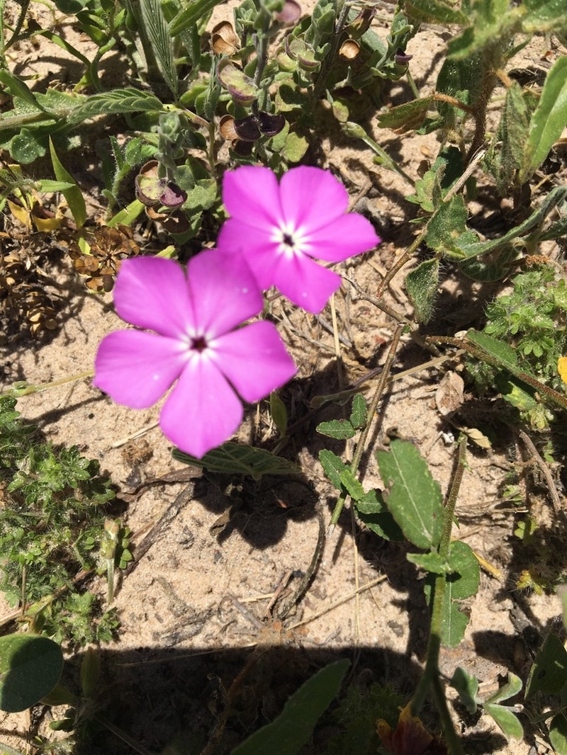 Rio Grande Phlox photo 5