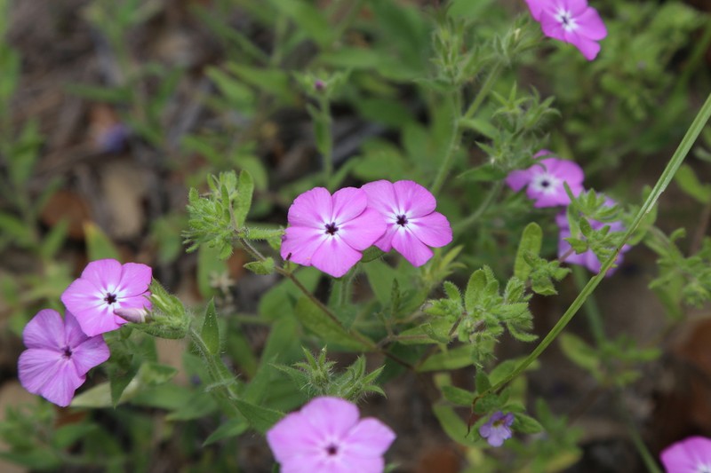 Rio Grande Phlox photo 6
