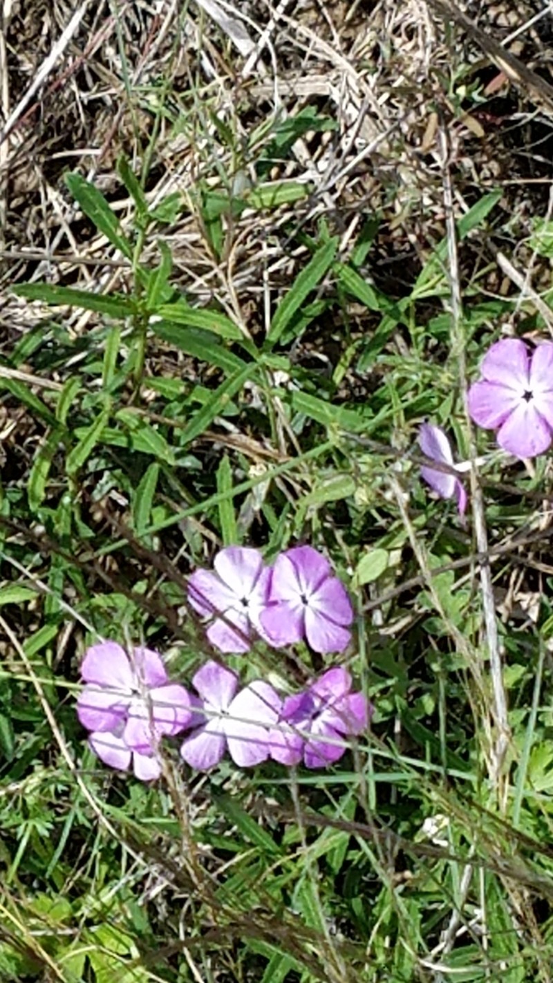 Rio Grande Phlox photo 7