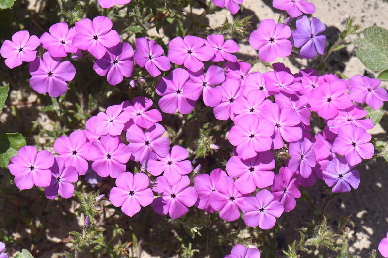 Rio Grande Phlox photo 8