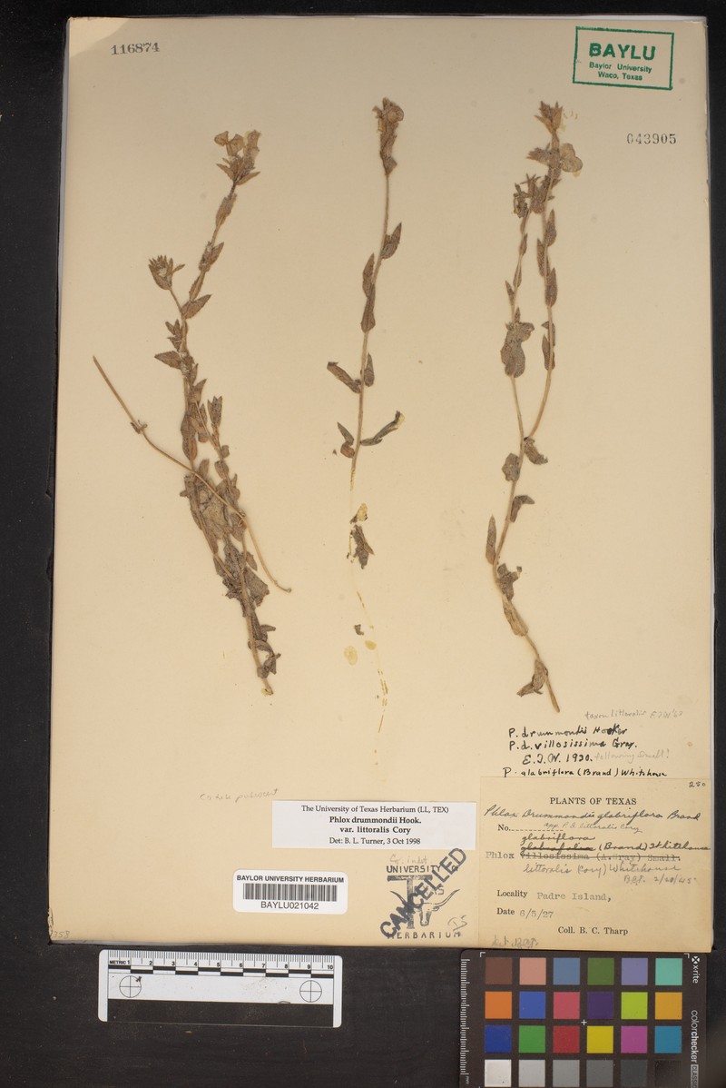 Phlox glabriflora subsp. glabriflora photo 3