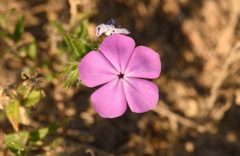 Phlox glabriflora subsp. glabriflora
