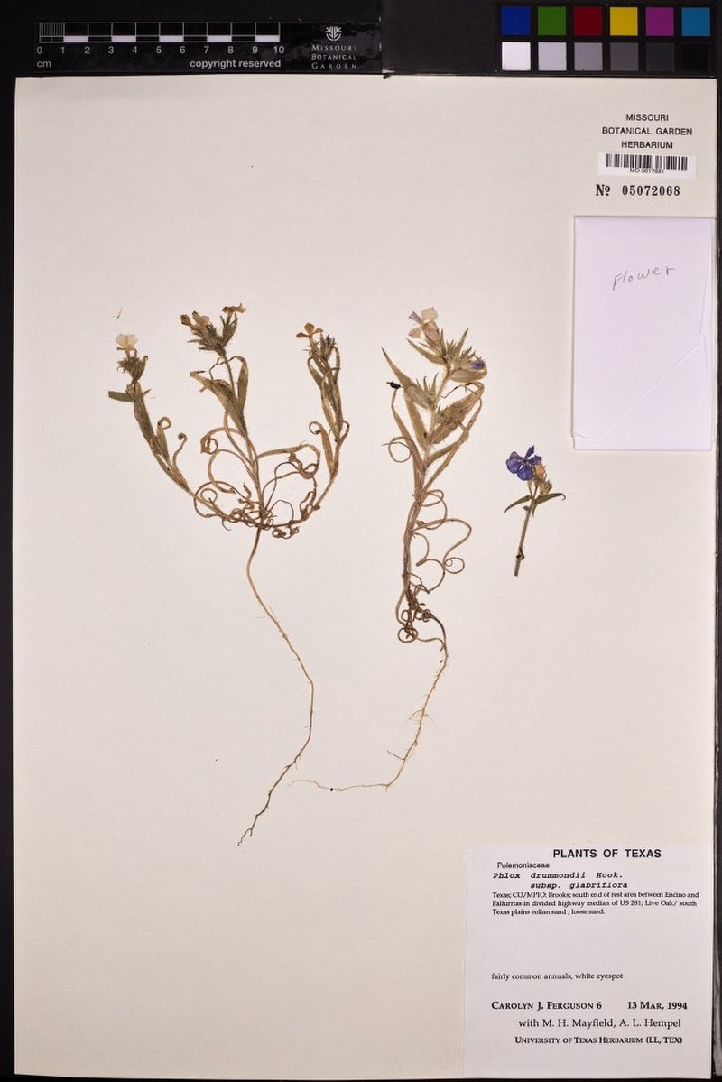 Phlox glabriflora subsp. glabriflora photo 2