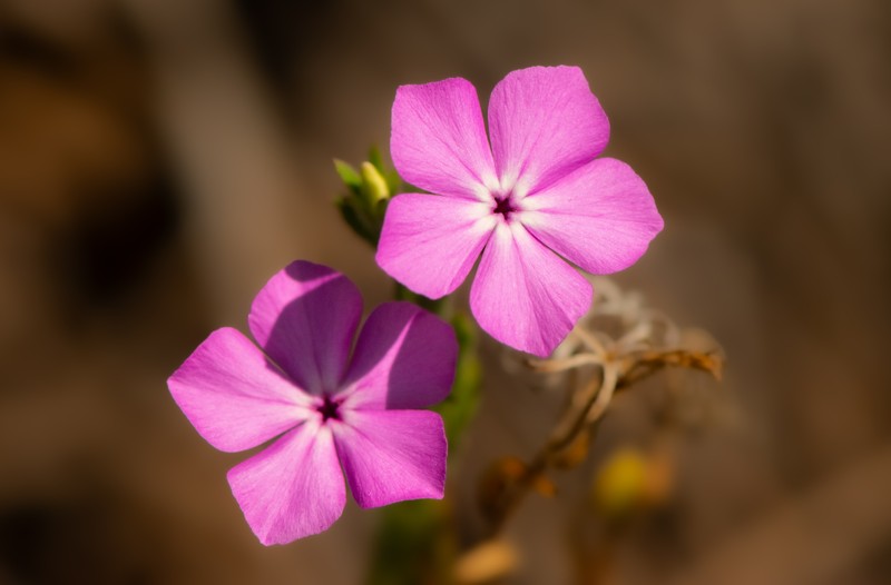 Phlox glabriflora subsp. littoralis
