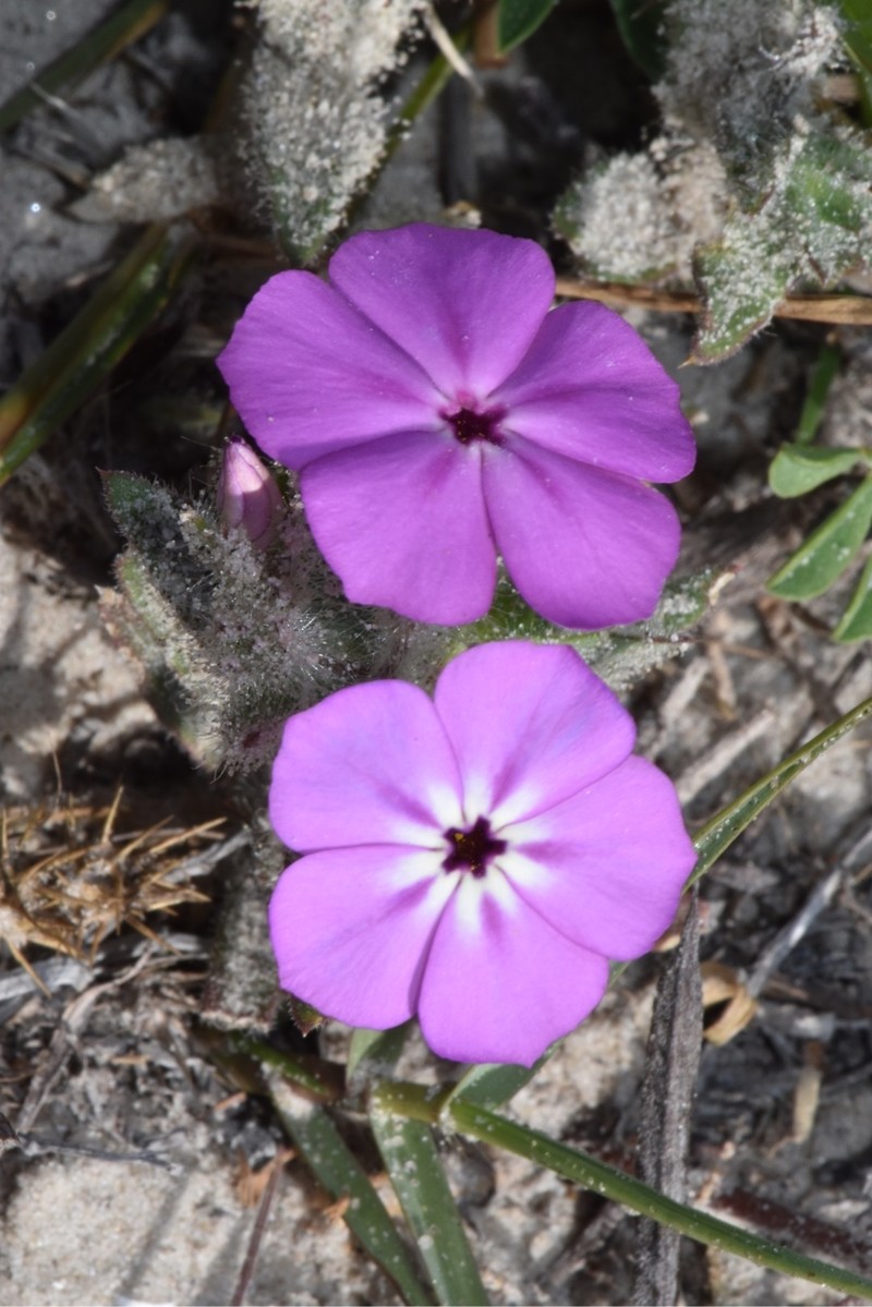 Phlox glabriflora subsp. littoralis photo 2