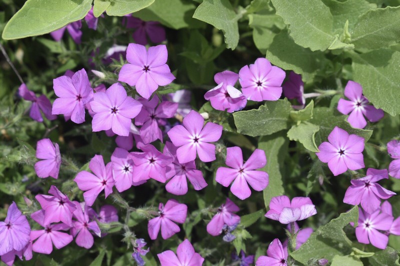 Phlox glabriflora subsp. littoralis photo 3