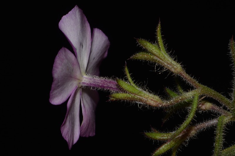 Phlox glabriflora subsp. littoralis photo 4