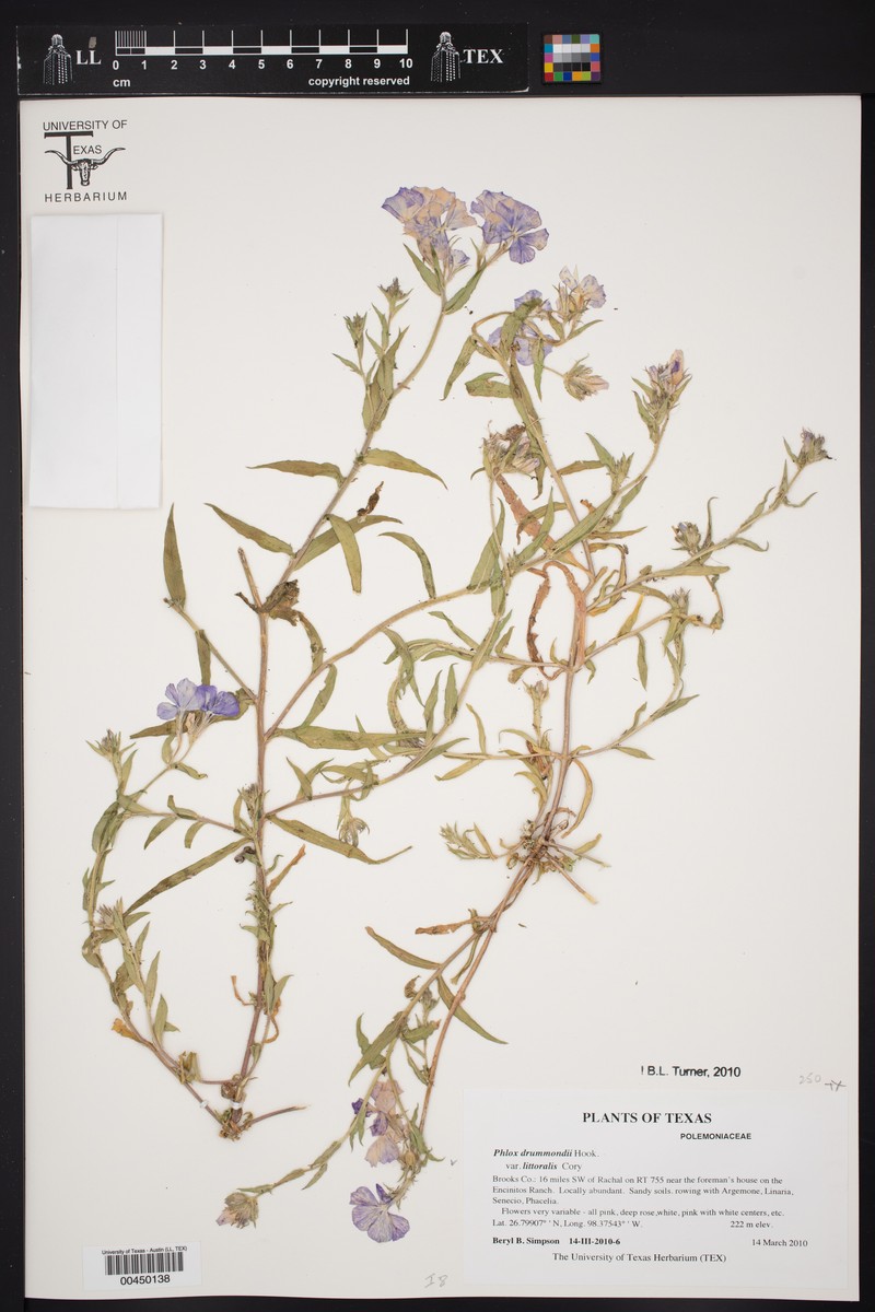 Phlox glabriflora subsp. littoralis photo 5