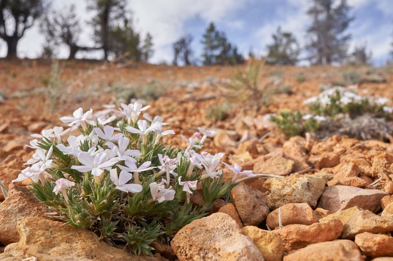 Musky Phlox
