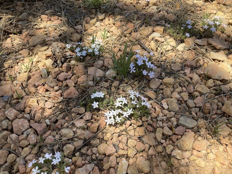 Musky Phlox photo 3