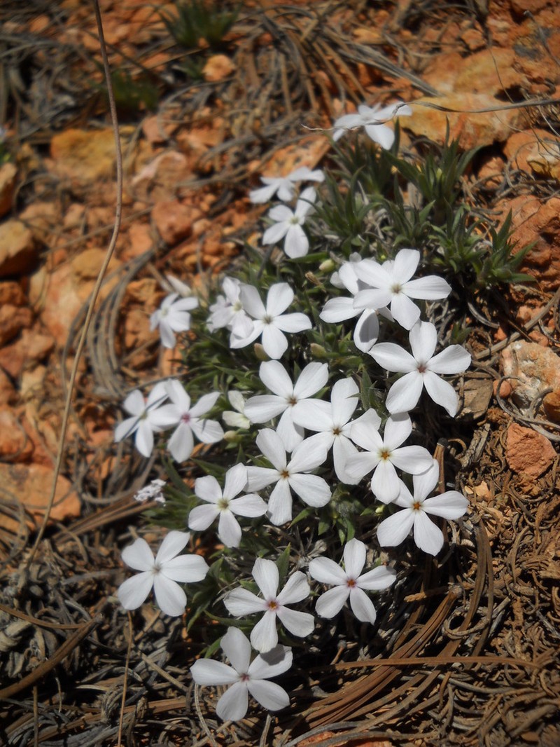 Musky Phlox photo 4