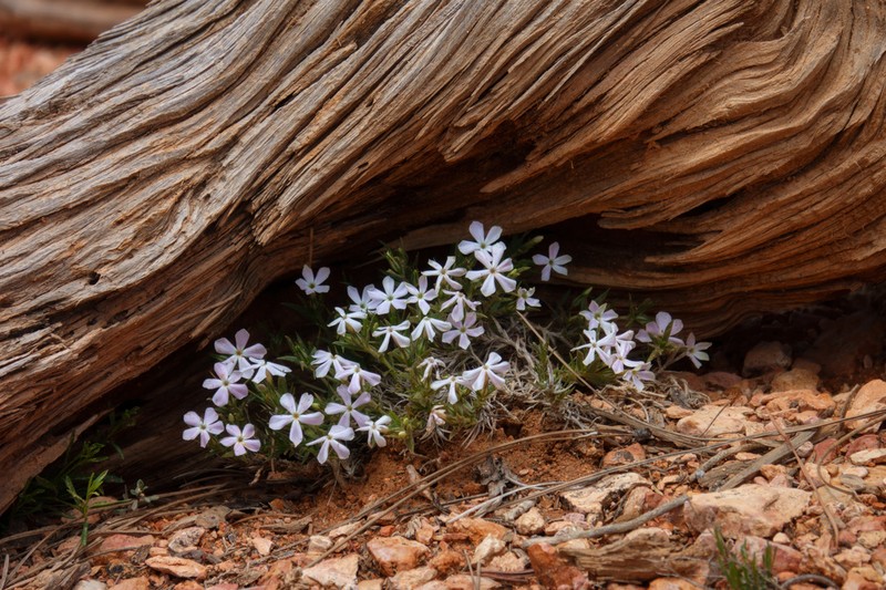 Musky Phlox photo 5