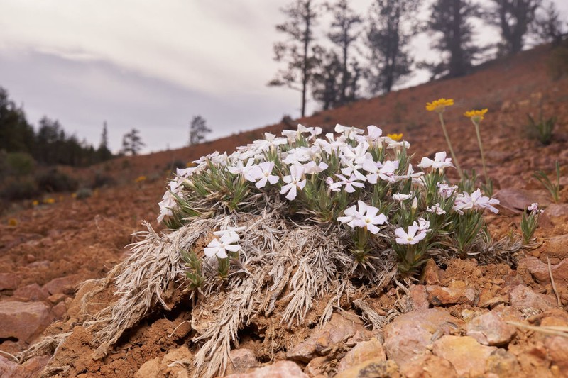 Musky Phlox photo 6