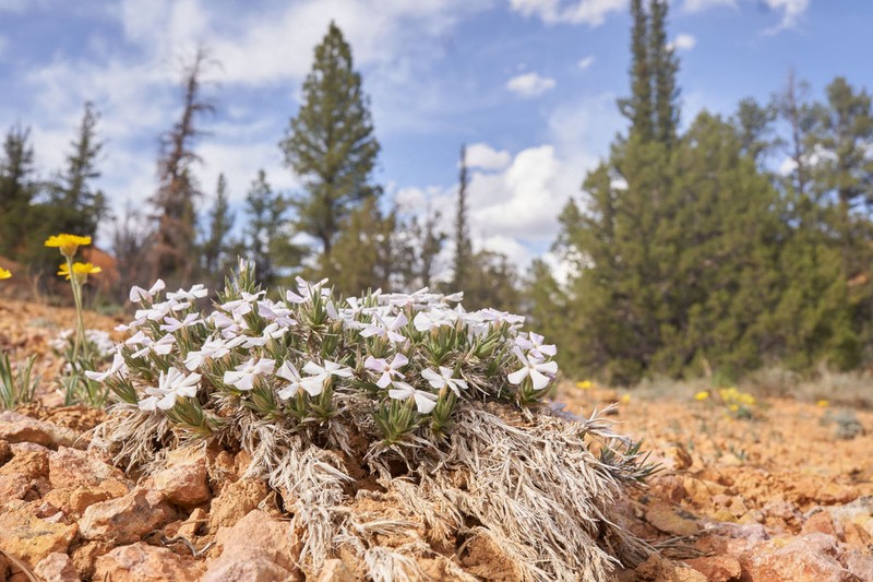Musky Phlox photo 7