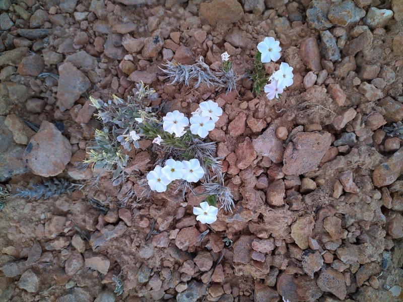 Musky Phlox photo 8