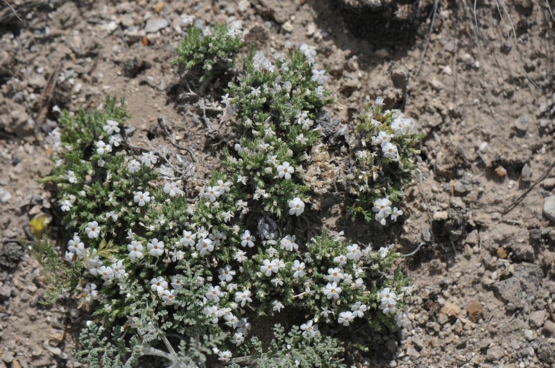 Grayleaf Phlox