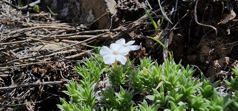 Grayleaf Phlox photo 2