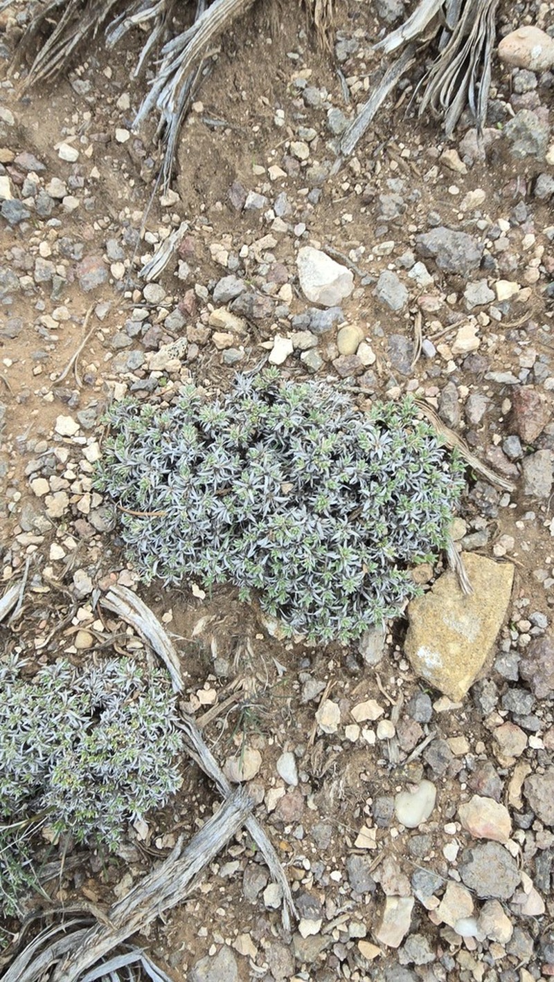 Grayleaf Phlox photo 5