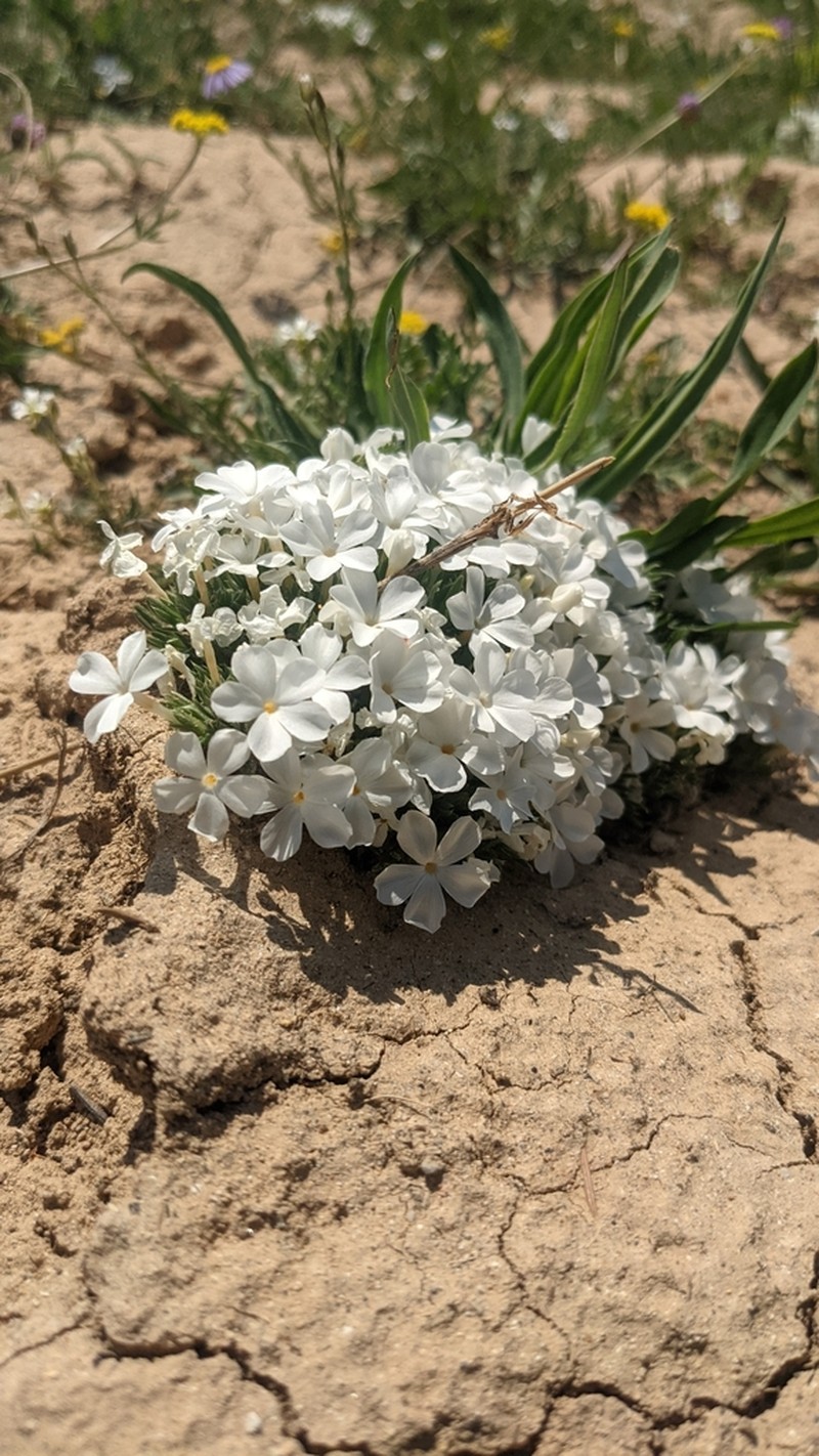 Grayleaf Phlox photo 6